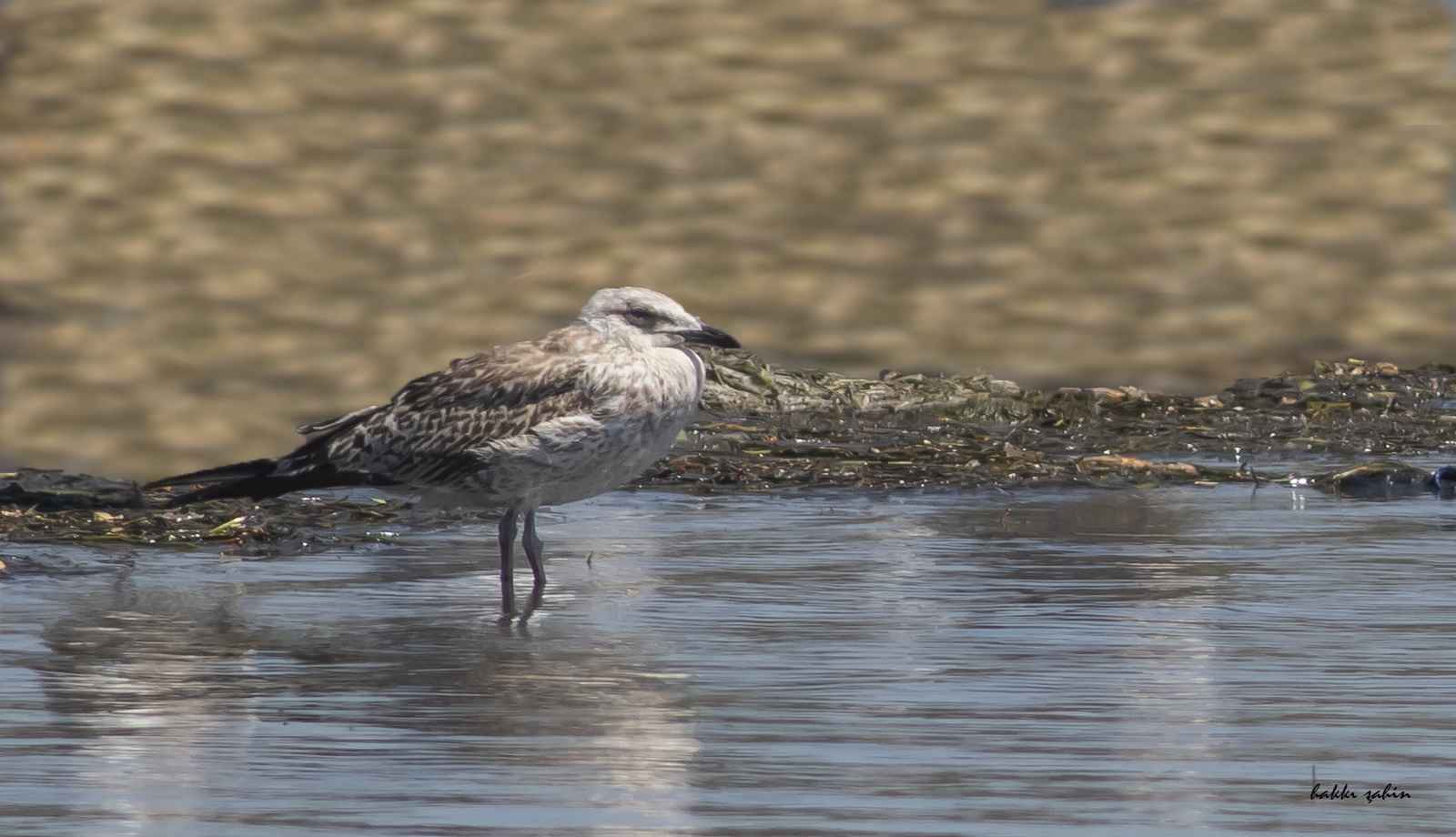 Caspian Gull